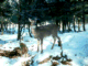 winter/deer